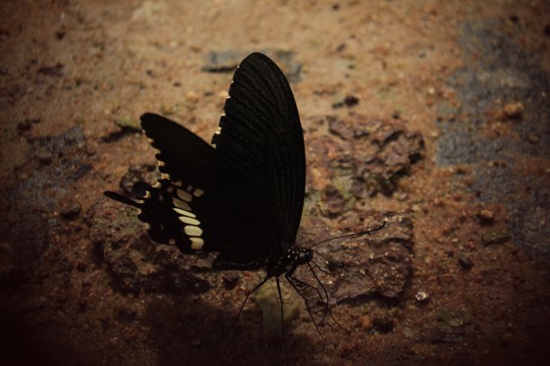 印度的燕尾蝶。图片下载