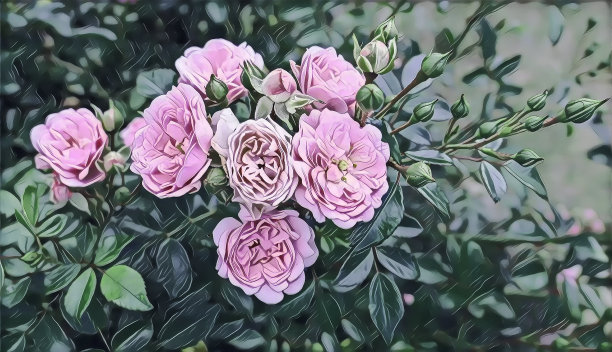 摄影艺术图片多汁的夏季花园玫瑰近距离图片下载