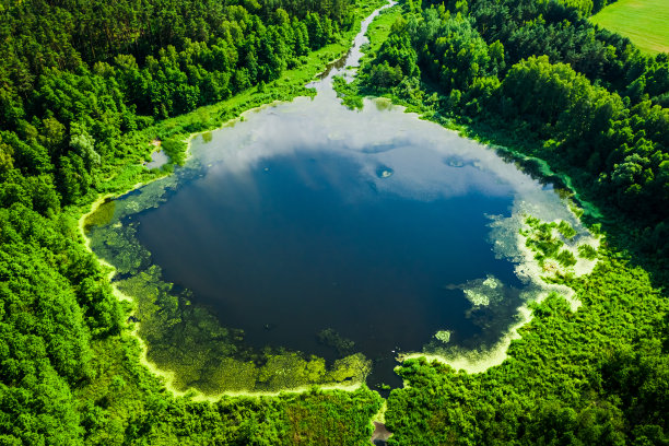 鸟瞰图，夏日湖面上绿藻盛开图片下载