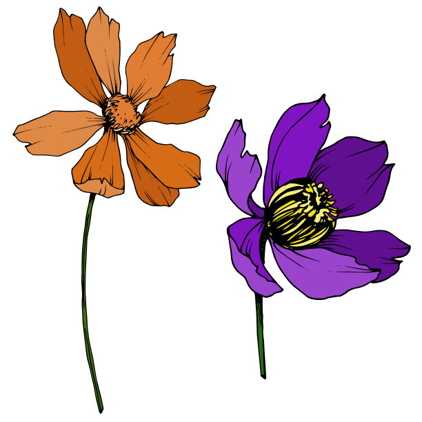 向量宇宙花卉植物花。黑白篆刻水墨艺术。孤立的cosmea插图元素。图片下载