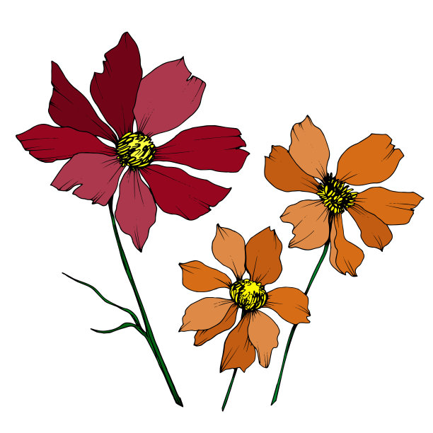 向量宇宙花卉植物花。黑白篆刻水墨艺术。孤立的cosmea插图元素。图片下载