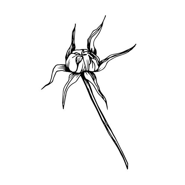向量宇宙花卉植物花。黑白篆刻水墨艺术。孤立的cosmea插图元素。图片下载