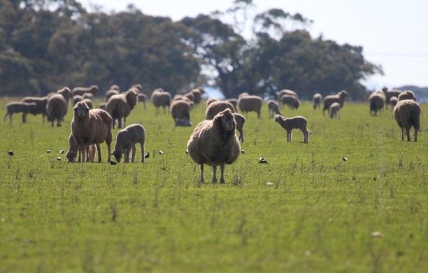 母羊和羊羔图片下载