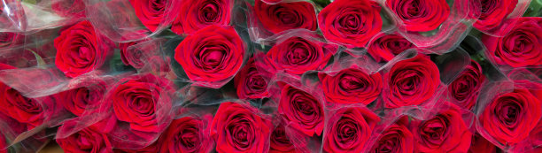 红玫瑰花束白色背景复制空间。情人节的红玫瑰花束。红玫瑰花束用于祝贺和情人节情侣展示。图片下载