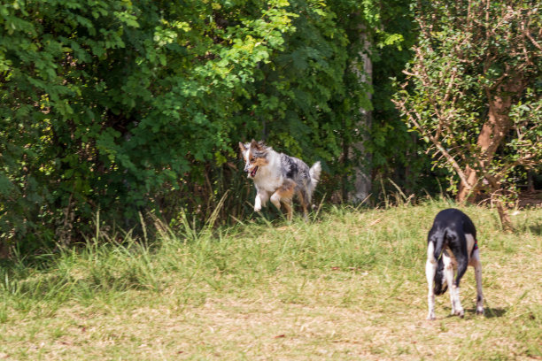 灰色和白色的边境牧羊犬在绿色的草地上奔跑图片下载