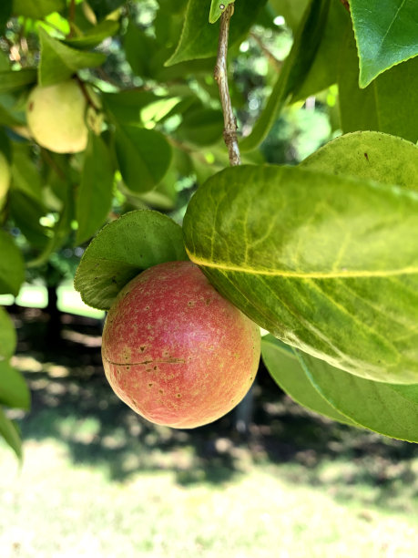 日本茶花的果实图片下载