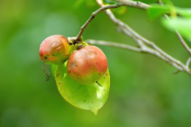 日本茶花的果实图片下载