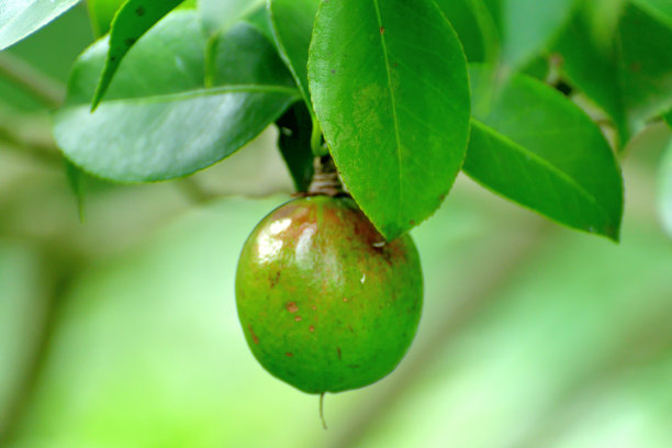日本茶花的果实图片下载