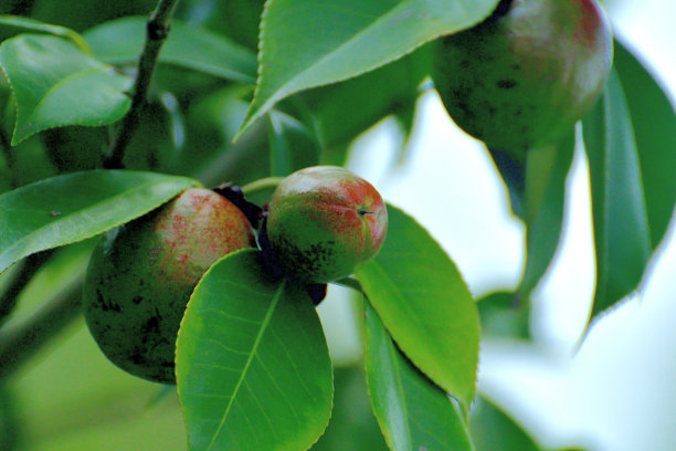 日本茶花的果实图片下载