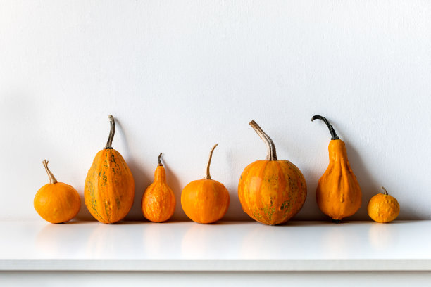 感恩节快乐背景。各种各样的南瓜在白色的架子上靠着白色的墙。现代简约的秋季风格的房间装饰。图片下载