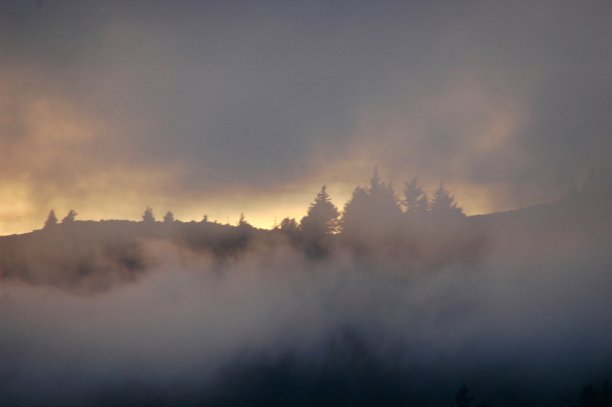 日落时，山上的松树被薄雾笼罩着。图片下载