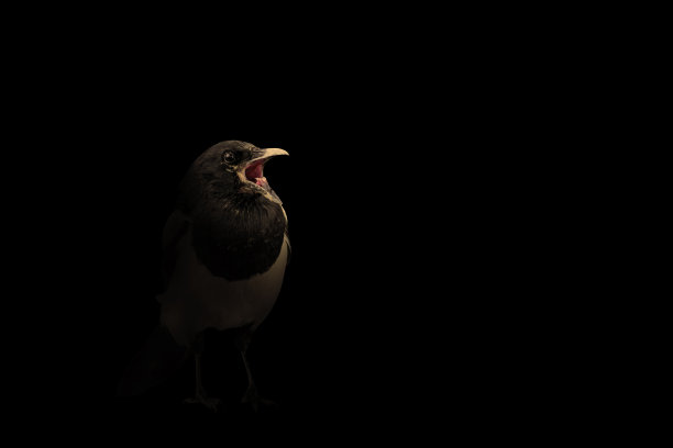 自然艺术摄影。聚光灯和鸟。黑色背景。鸟:欧亚喜鹊。异食癖异食癖。图片下载