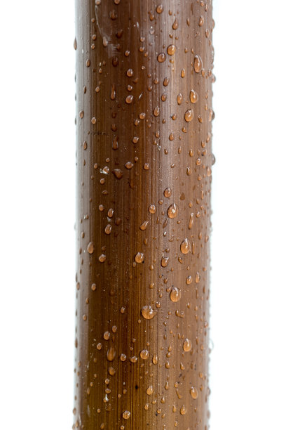 带雨点的竹子装饰原木图片下载