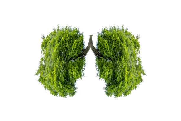 肺绿色树形图像，医学概念，解剖，三维显示和动物为元素图片下载