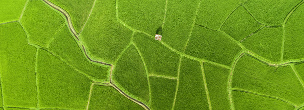 顶部鸟瞰图的农业在稻田中耕作。自然的纹理为背景。横幅背景”n图片下载