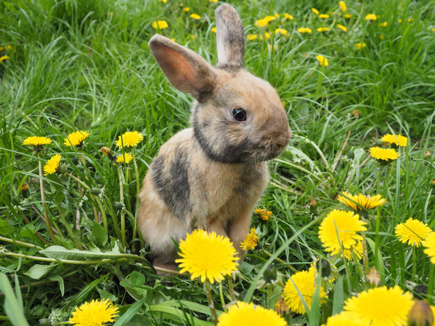 带有灰色斑点的红兔子坐在蒲公英的空地上。图片下载