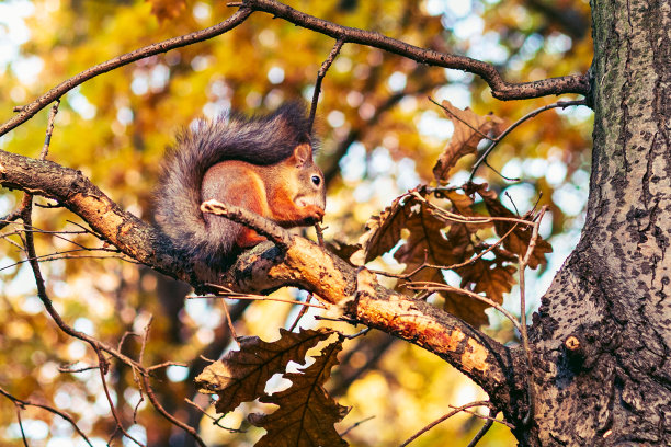 秋天森林里的松鼠图片下载
