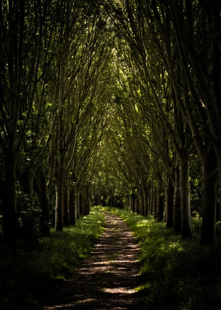 荷兰美丽的小路。图片下载