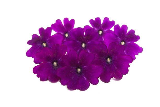 马鞭草的花图片下载