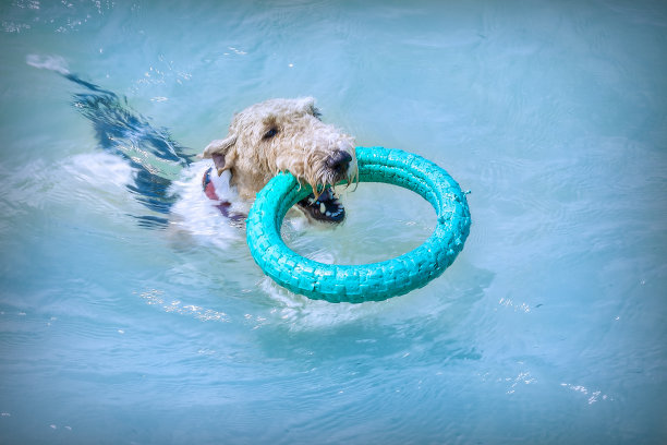 狗漂浮着，嘴里叼着一个戒指。图片下载