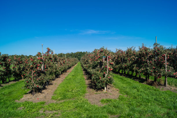苹果在古老的土地上收获图片下载