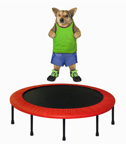 穿着绿色衬衫的狗在蹦床上跳图片下载