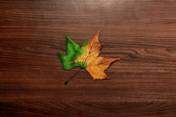 叶子半干在木材背景上图片下载