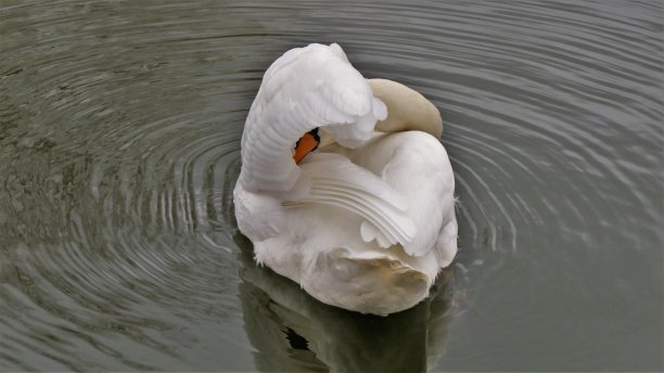 天鹅洗图片下载