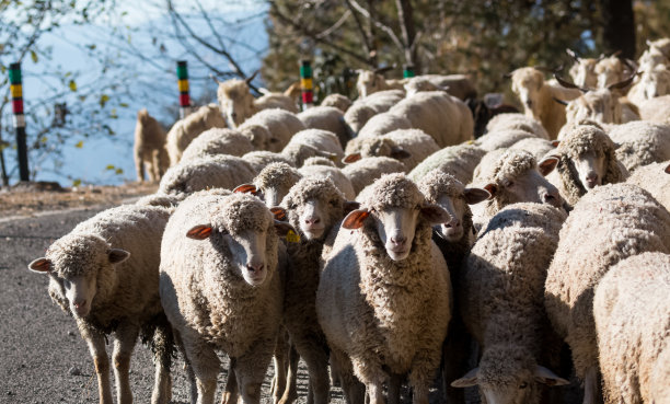 喜马拉雅羊群居图片下载