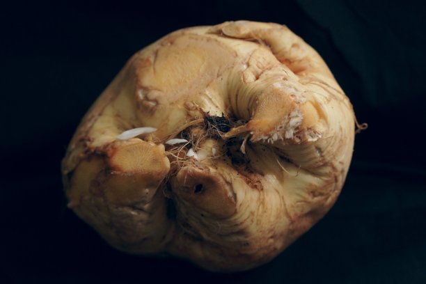 芜菁甘蓝图片下载