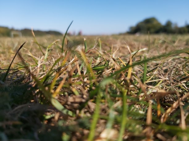 从草的角度看图片下载