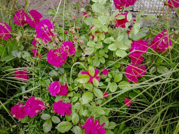 可爱的花朵图片下载