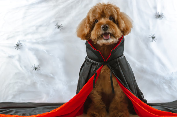 可爱的棕色狮子狗与德古拉服装坐在蜘蛛蜘蛛网的背景。图片下载