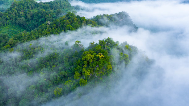 鸟瞰图的早晨雾在热带雨林山，森林和雾的背景，鸟瞰图的顶视图背景森林。图片下载