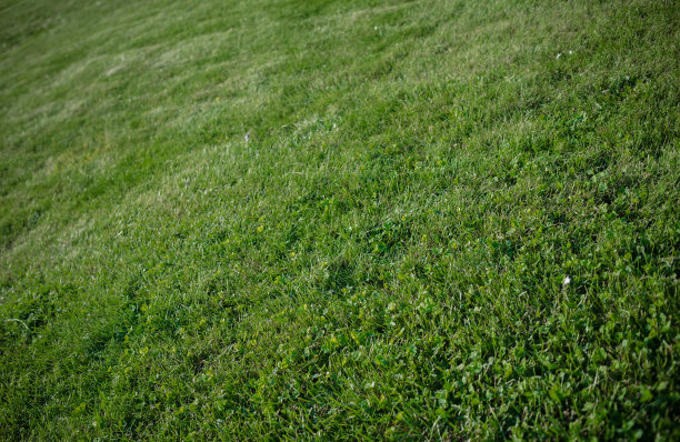 摘要在一个大草坪的背景上生长草。图片下载