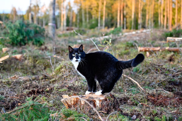 家猫坐在树桩上图片下载