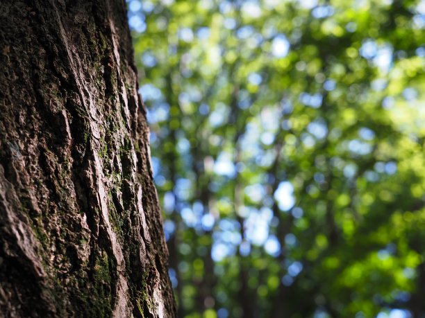 夏令营的照片图片下载