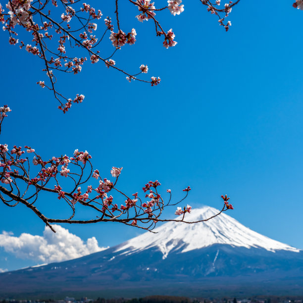 日本富士山上盛开樱花的春天。图片下载