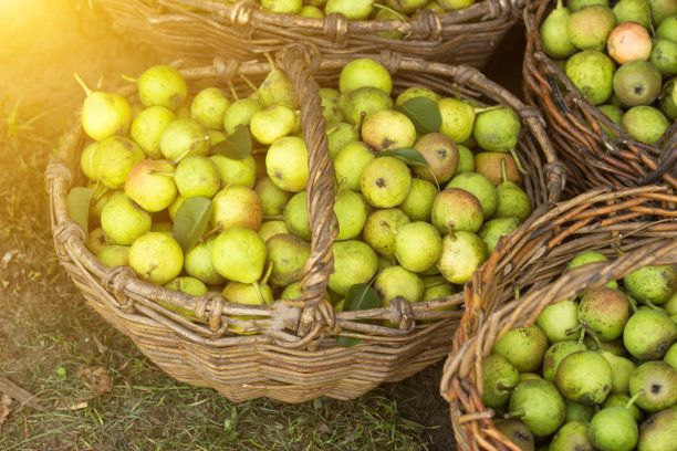 几筐梨子立在草地上，晒着太阳图片下载
