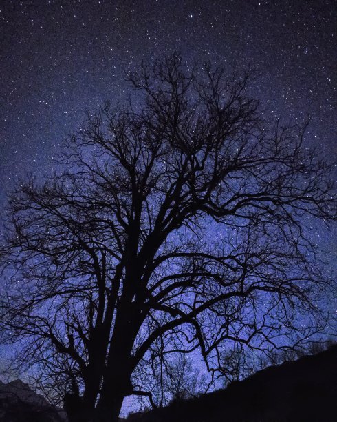 星树。图片下载