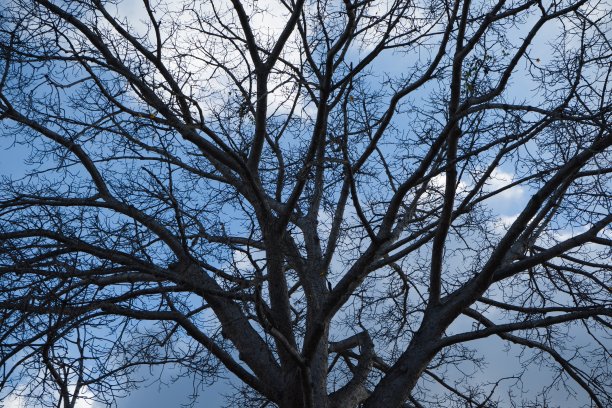 大树在旱季蜕皮图片下载