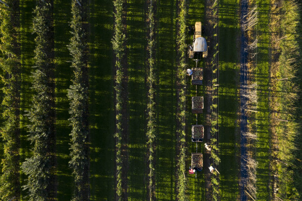 苹果采摘者在果园收获，鸟瞰图图片下载