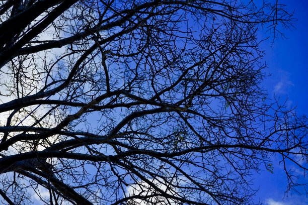 大树在旱季蜕皮图片下载