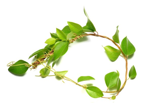 绿叶孤立在白色背景上图片下载