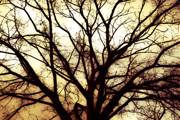 大树在旱季蜕皮图片下载