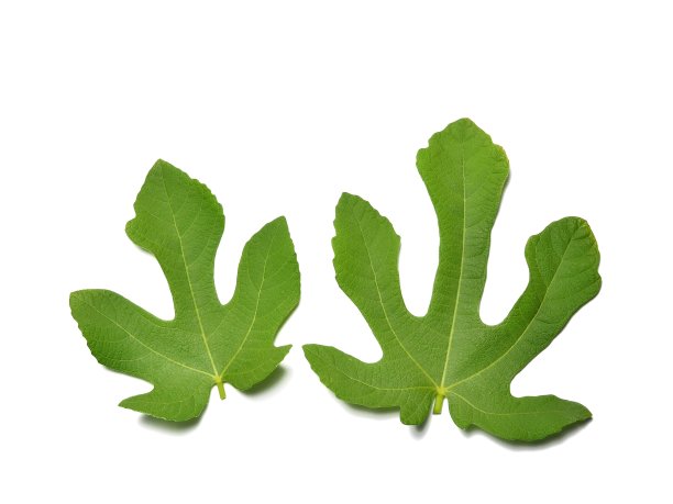 绿叶孤立在白色背景上图片下载