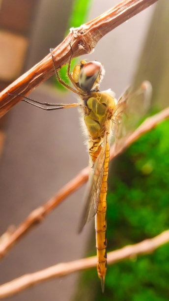 蜻蜓图片下载