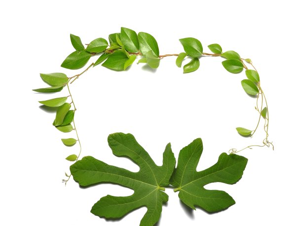 绿叶孤立在白色背景上图片下载