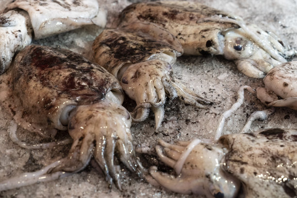 鲜嫩的墨鱼在鱼市图片下载