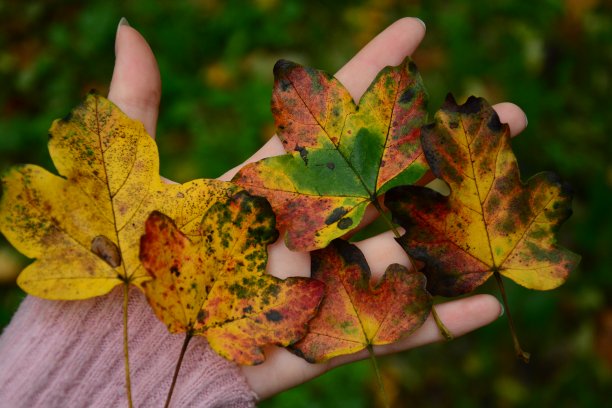 秋天的心情图片下载
